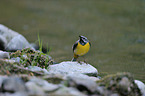 grey wagtail