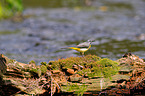 grey wagtail