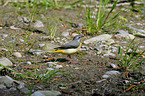 grey wagtail