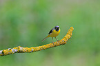 grey wagtail