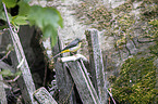 sitting Grey Wagtail