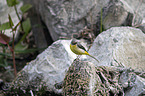 sitting Grey Wagtail