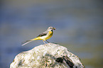 sitting Grey Wagtail