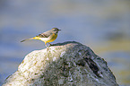 sitting Grey Wagtail