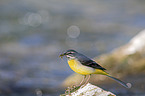 sitting Grey Wagtail