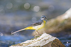 sitting Grey Wagtail