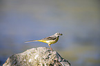sitting Grey Wagtail