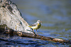 sitting Grey Wagtail