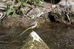 sitting Grey Wagtail