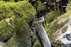 sitting Grey Wagtail