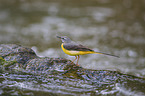 Grey Wagtail