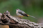grey wagtail