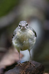 grey wagtail