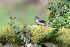 grey wagtail