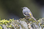 grey wagtail