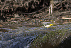 European grey wagtail