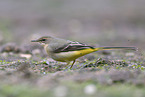 grey wagtail