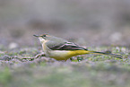 grey wagtail