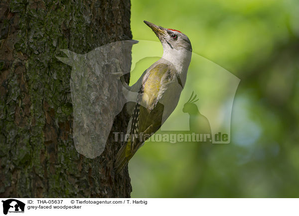 Grauspecht / grey-faced woodpecker / THA-05637