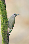 grey-faced woodpecker