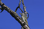 sitting Grey-faced Woodpecker