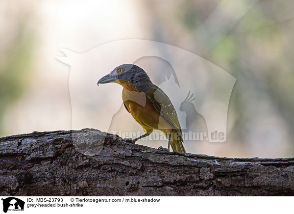 grey-headed bush-shrike / MBS-23793