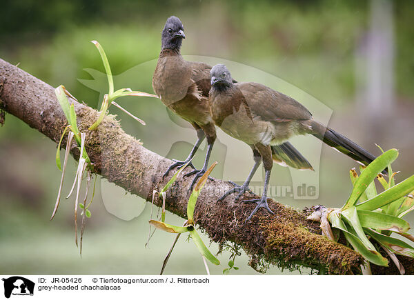 Graukopfguane / grey-headed chachalacas / JR-05426