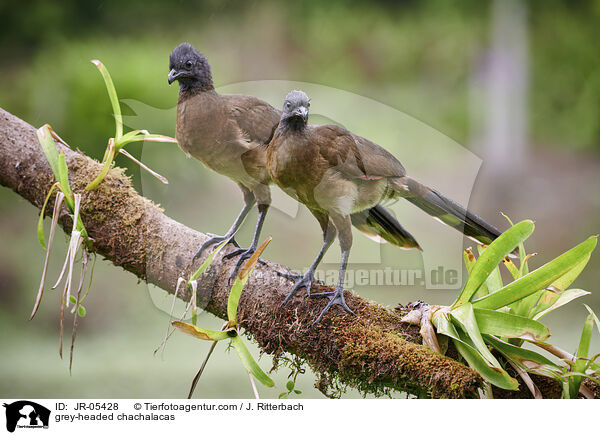 Graukopfguane / grey-headed chachalacas / JR-05428