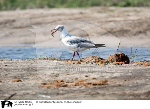 Graukopfmwe / grey-headed gull / MBS-18868