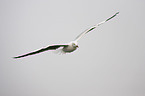 grey-headed gull