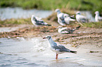 grey-headed gulls