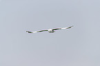 grey-headed gull