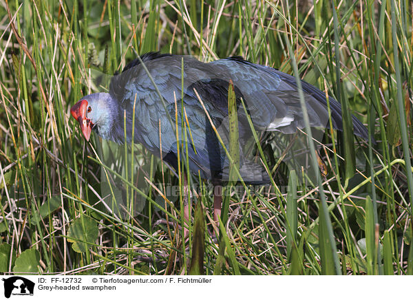 Grey-headed swamphen / FF-12732