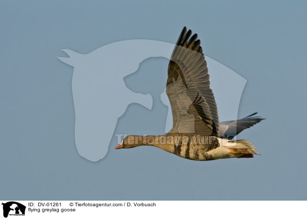 fliegende Graugans / flying greylag goose / DV-01261