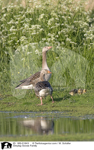 Graugans Familie / Greylag Goose Family / WS-01843