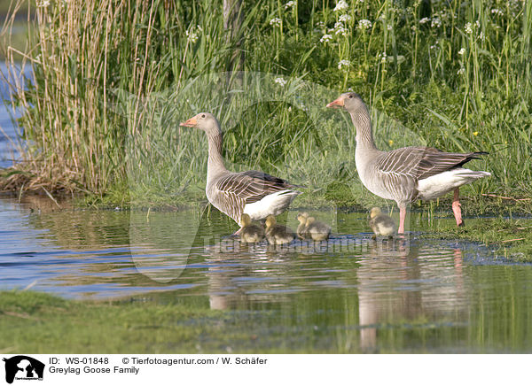 Greylag Goose Family / WS-01848