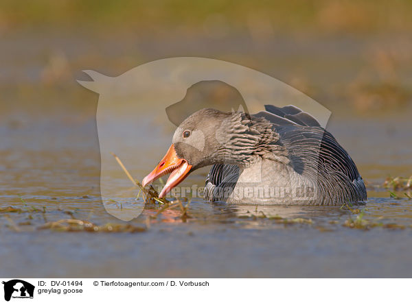 greylag goose / DV-01494