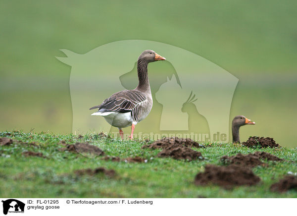 greylag goose / FL-01295