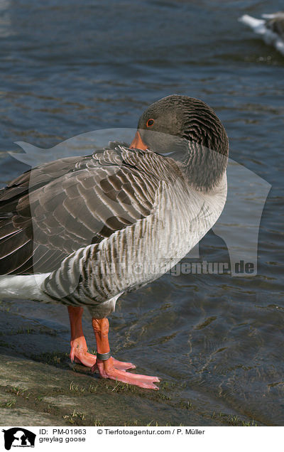greylag goose / PM-01963