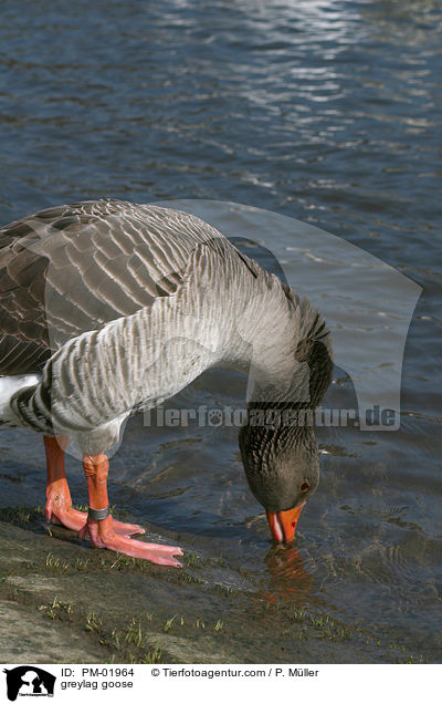 greylag goose / PM-01964