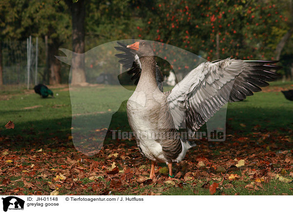 greylag goose / JH-01148