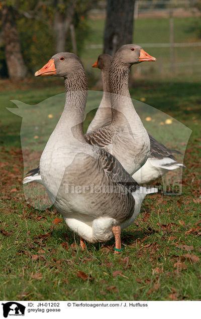 greylag geese / JH-01202