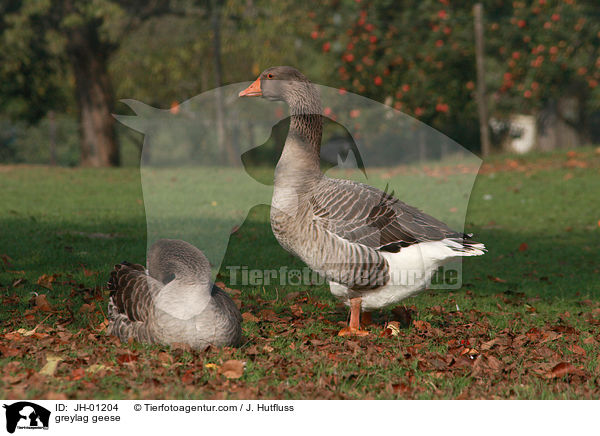 greylag geese / JH-01204