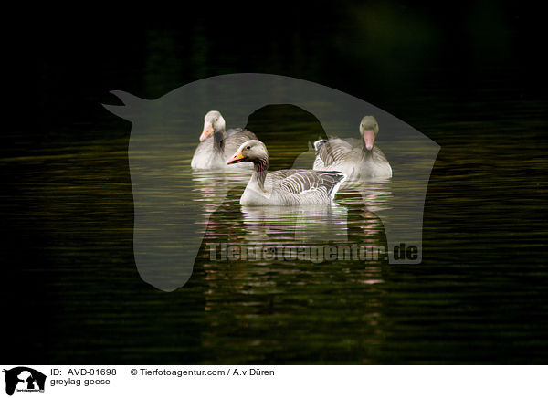 greylag geese / AVD-01698
