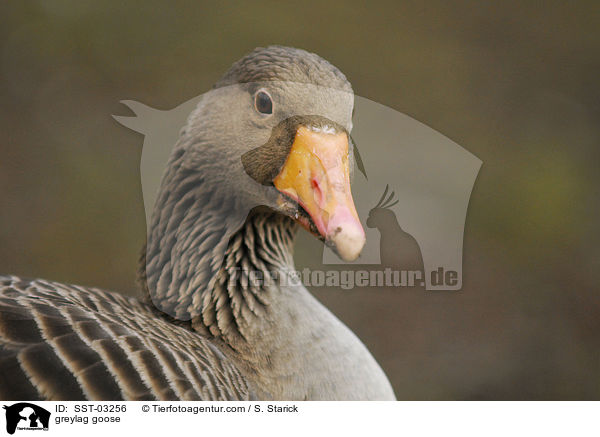 greylag goose / SST-03256