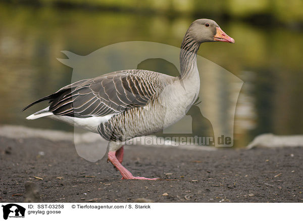 greylag goose / SST-03258