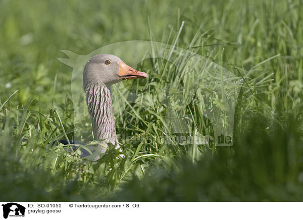 graylag goose / SO-01050