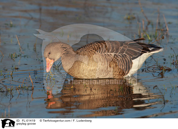 graylag goose / FL-01419