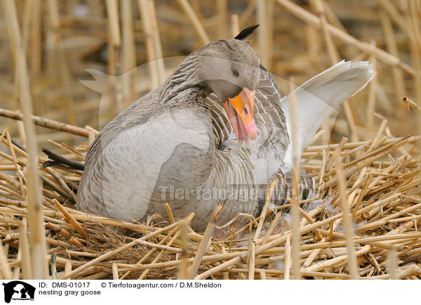 nesting gray goose / DMS-01017