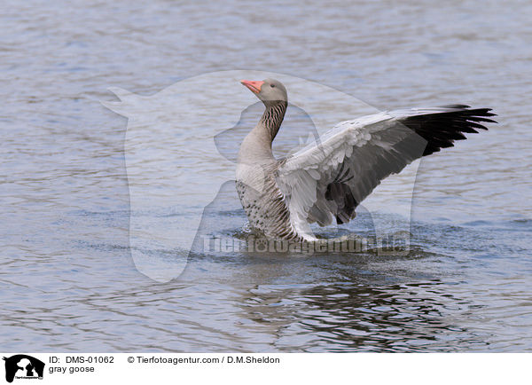 gray goose / DMS-01062